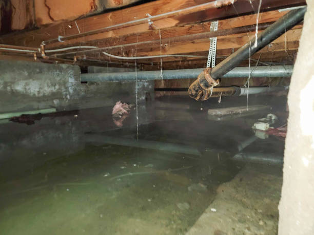 Best Professional water damage repair  in Shady Side, MD
